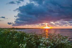 Zonsopkomst, opkomende zon, fluitenkruid, koolzaad, bij het Markermeer, Goudriaanroute, nabij Durgerdam