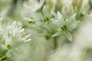 Daslook, bloemen, witte bloemen, stervormig, wit, bloei, Savelsbos