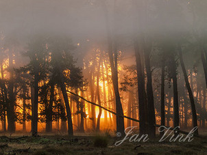 Opkomende zon, zonsopkomst, door mist bij dennenbosje, Deelerwoud