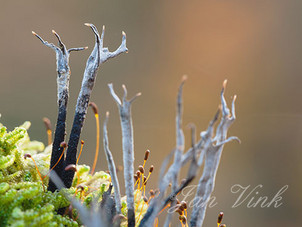 Geweizwam, geweizwammetjes, Speulderbos en Sprielderbos