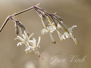 Nachtsilene, bloemen, bloei, Noordhollands Duinreservaat, Wijk aan Zee