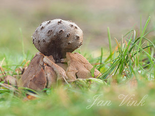 Peperbus, Noordhollands Duinreservaat, Bakkum