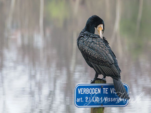 Aalscholver, poetsend, de Braak, Amstelveen