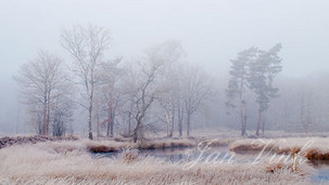 Bomen, in het landschap, vorst, mist, Overasseltse en Hatertse Vennen