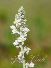 Melige toorts, bloemen, bloei, Noordhollands Duinreservaat, Heemskerk