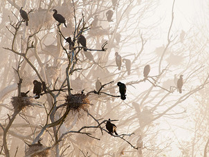 Aalscholver, aalscholverkolonie, Noordhollands Duinreservaat